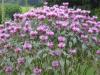 Bee balm Monarda didyma